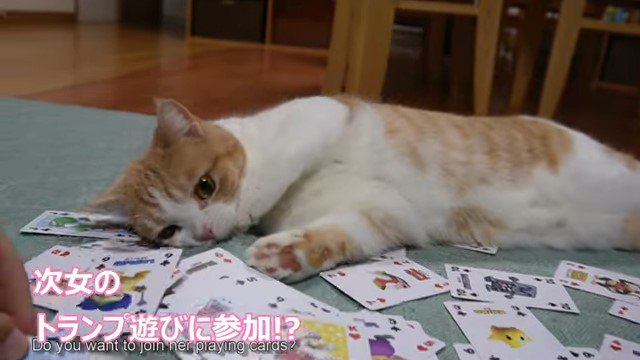 トランプの上に寝転ぶ猫