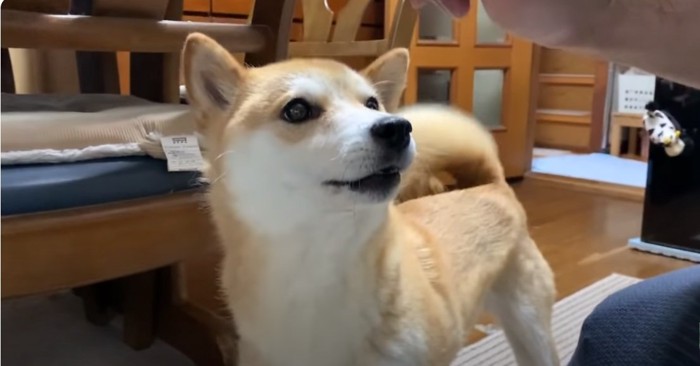 柴犬