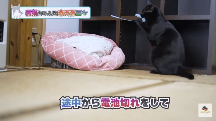 ピンクのクッションと黒猫