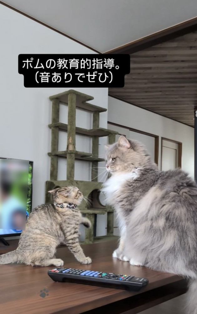 サイベリアンにケンカを売る子猫