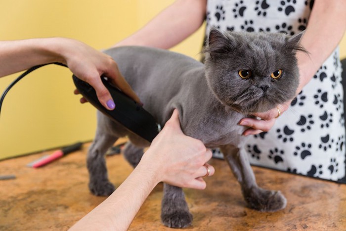 毛の短くカットされているペルシャ猫