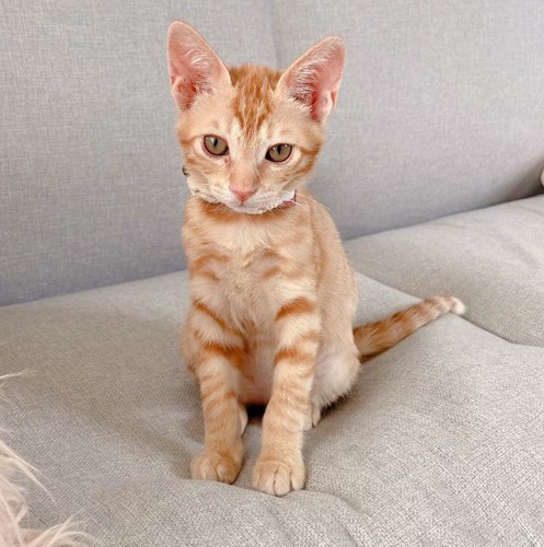 おすわりする子猫