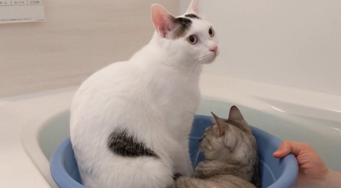 マロちゃんと一緒に桶へ入るチロくん