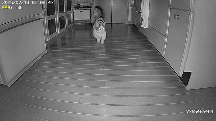 去っていく猫