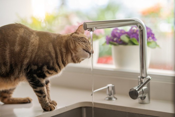 水を飲む猫