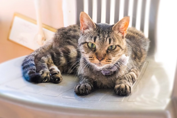 椅子の上でくつろぐ高齢の猫