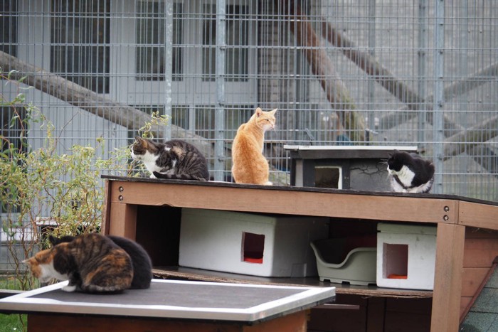 猫の保護施設の様子