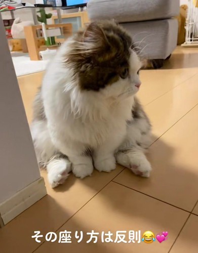座っている猫