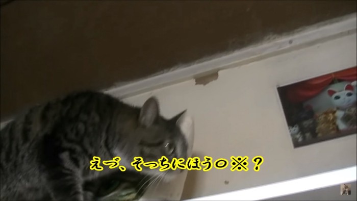 飼い主も混乱