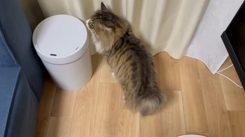 飼い主の方を見る茶トラ猫