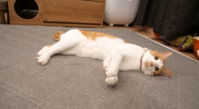 寝転んで遊ぶ猫