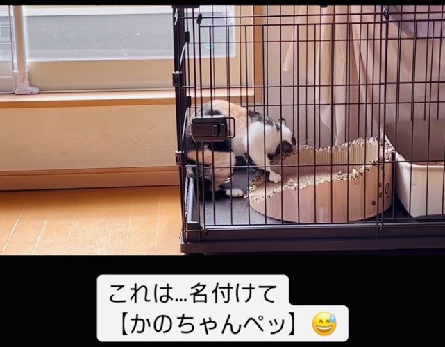 爪研ぎを喰いちぎる三毛猫