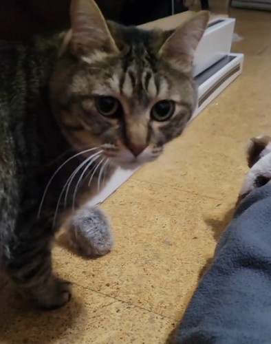 ガン見する猫