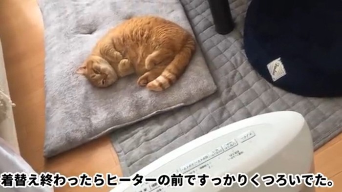 ヒーターの前で眠そうなマンチカン猫