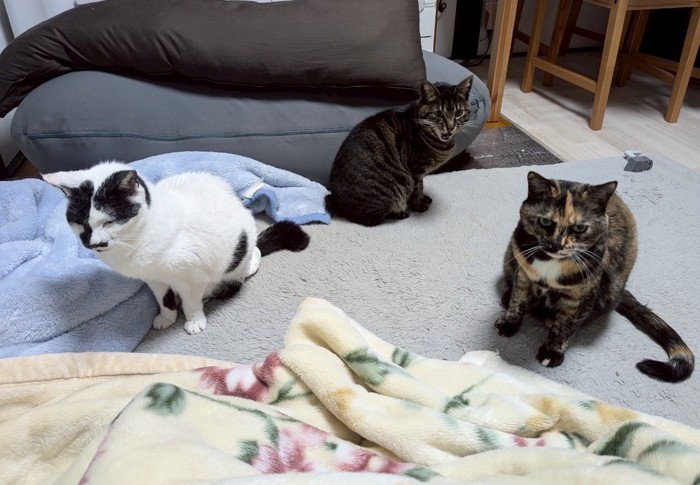 3匹の猫