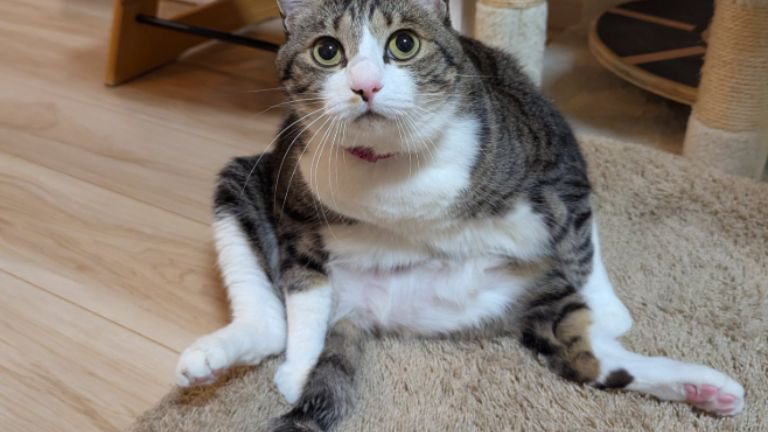 室内にいる猫