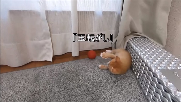 玉転がしする猫