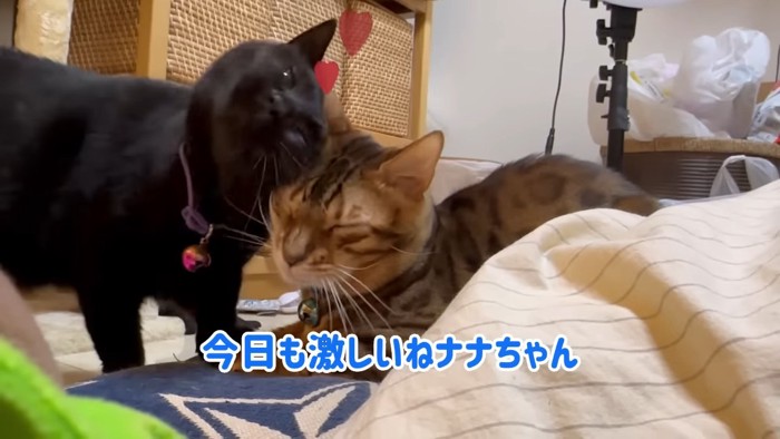 ベンガルの顔にスリスリする黒猫