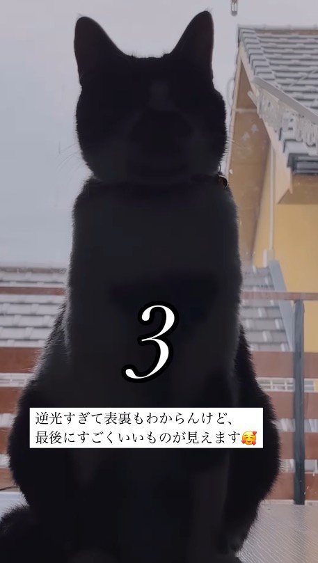 猫に近づいていくカメラの画面