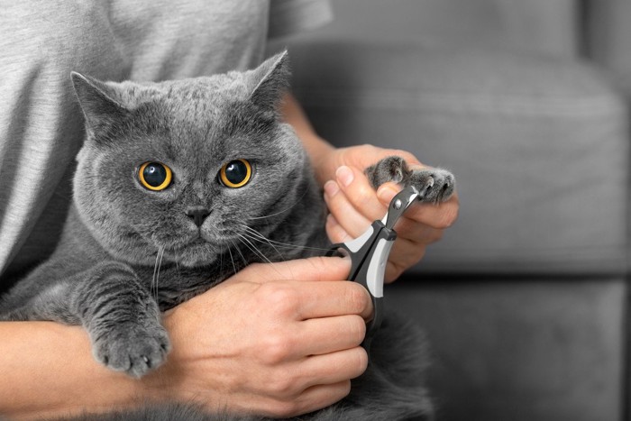 爪を切られている猫