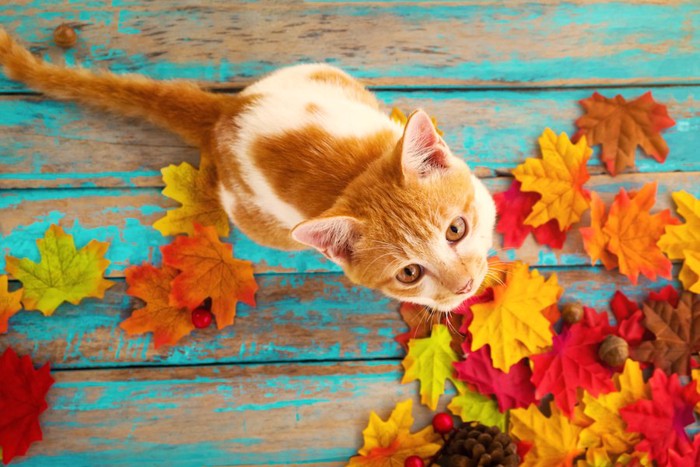 ベンチの上に座る猫と紅葉