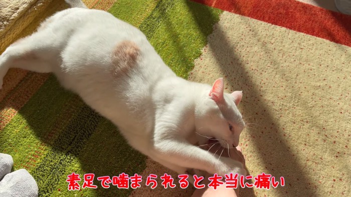 人の素足を噛む猫