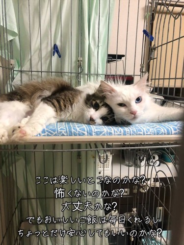 ケージの中で寝そべる2匹の猫