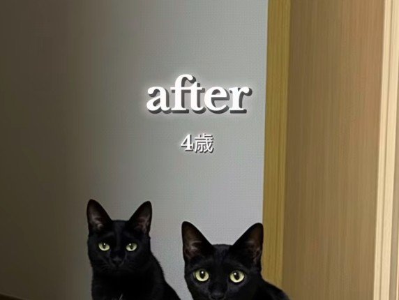 2匹の黒猫