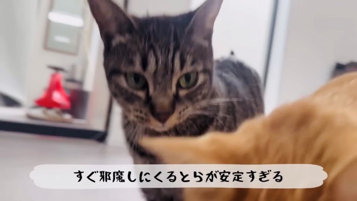 ママに甘えるキジトラ猫の邪魔をする茶トラ猫