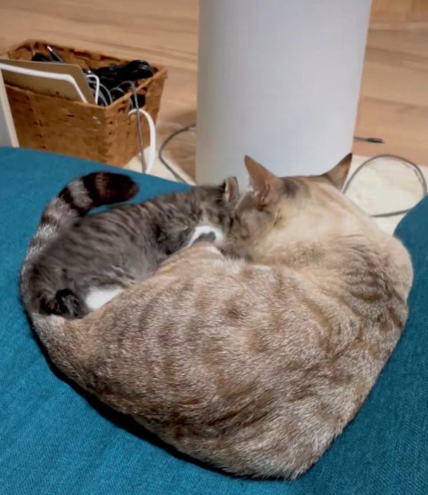 子猫をしっぽで包む先住猫