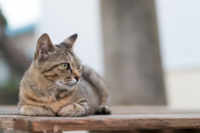 何かを見つめる気品のある野良猫