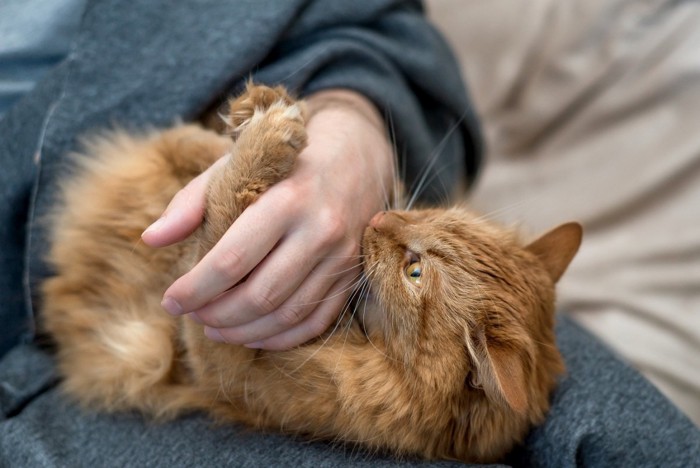 人の手に噛みつく猫