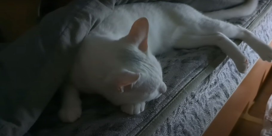 眠る猫