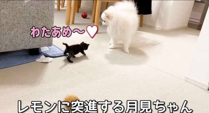 歩いている猫