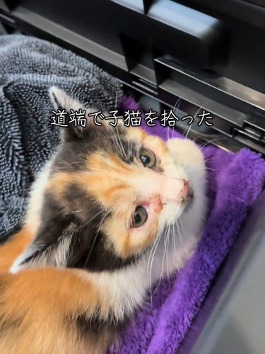 見上げる子猫