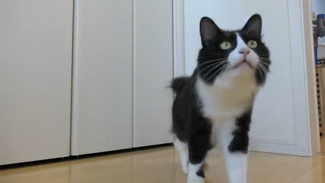 歩きながら見上げる猫