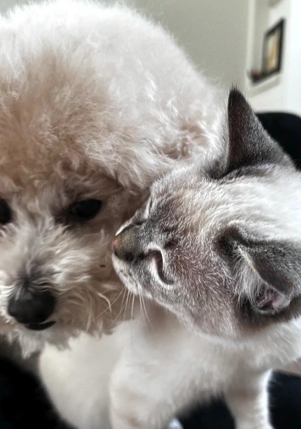 仲の良い犬と猫