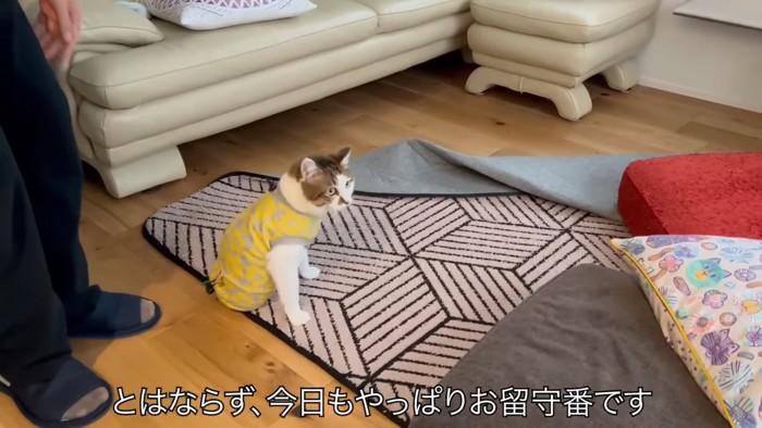 座る猫