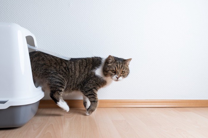 カバー付きのトイレから出てくる猫