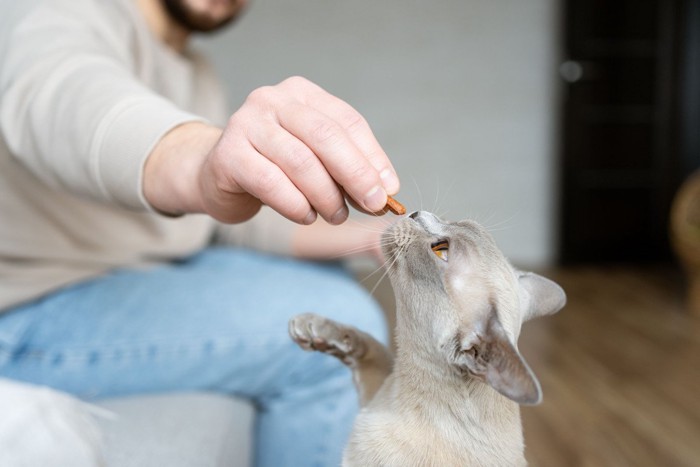 ご褒美のおやつをもらう猫