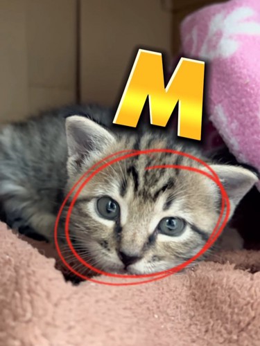 おでこのMの模様がある子猫