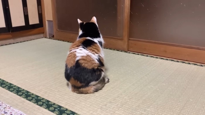 お父さまを待つミケちゃん