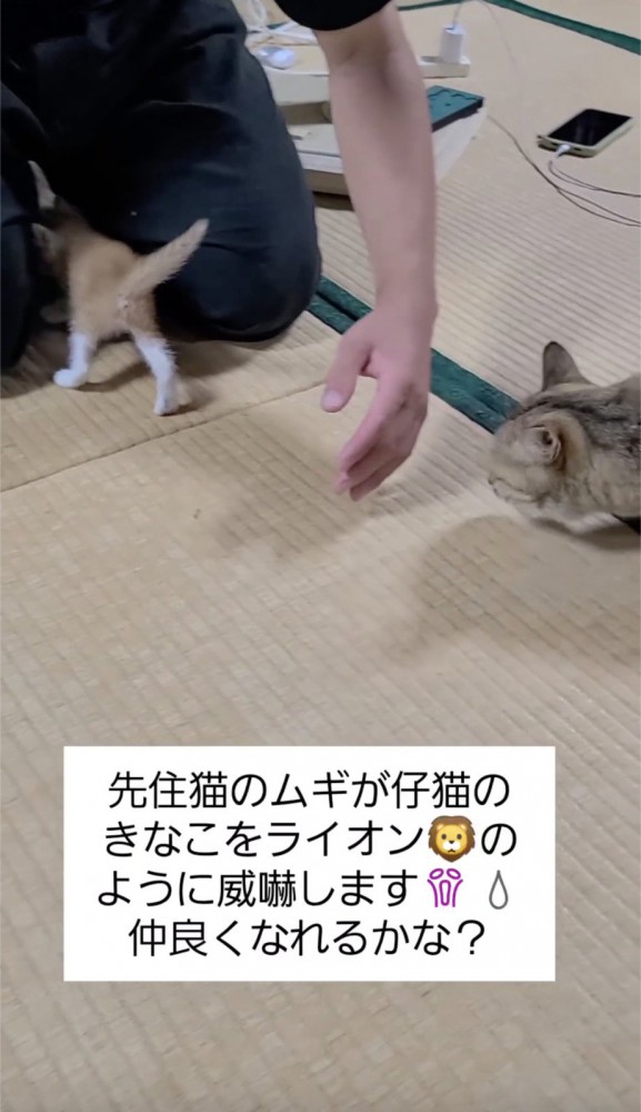 仔猫が気になって仕方ない猫