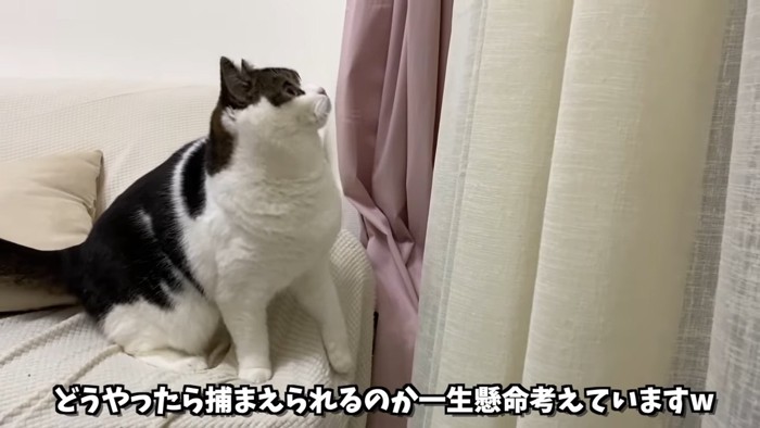 カーテンを見るん猫