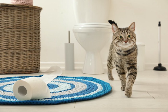 人用のトイレからこちらに歩いてくる猫