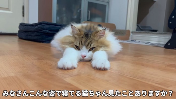 うつ伏せで前足を伸ばして寝る猫の顔