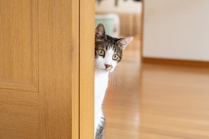 チラッと見る可愛い猫