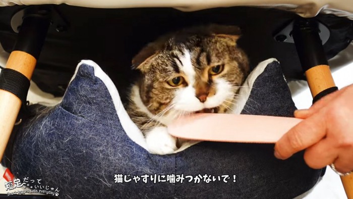 猫じゃすりに噛みつく猫