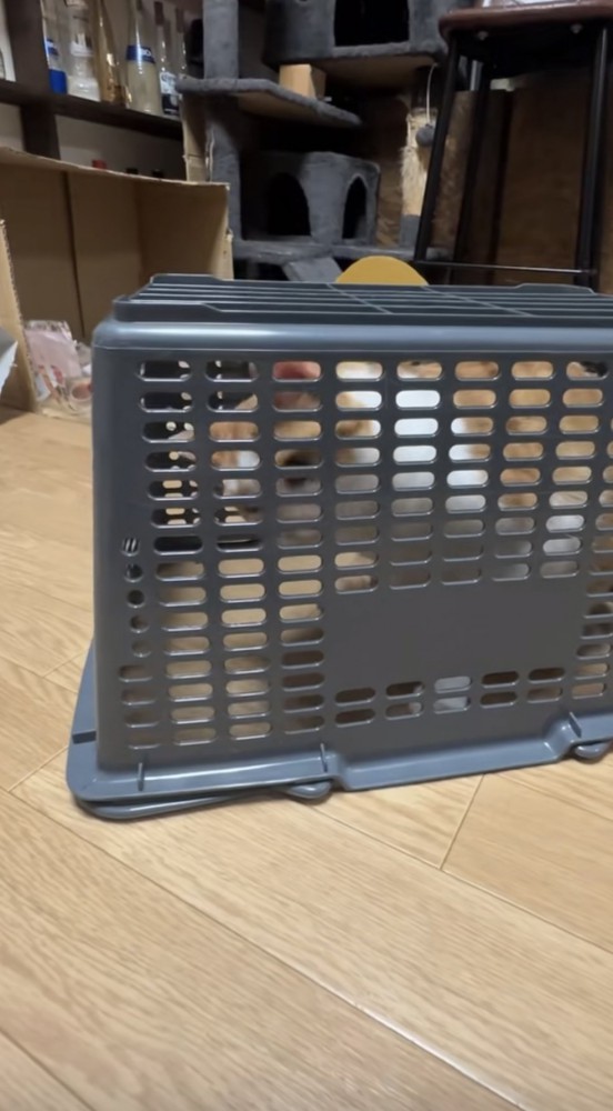 罠の中にいる猫の写真2