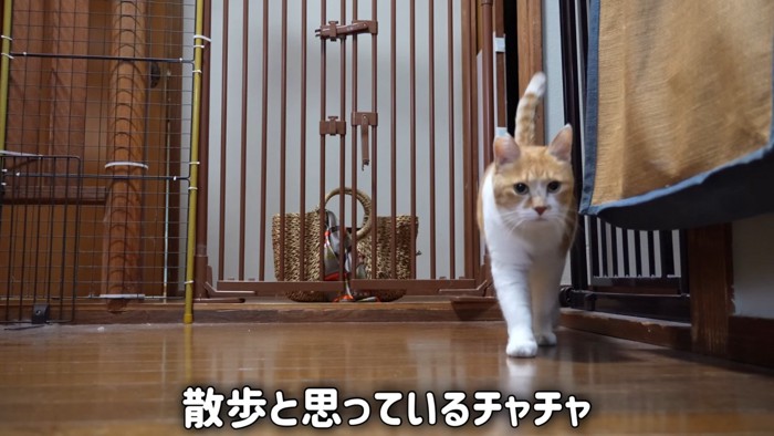 歩く猫